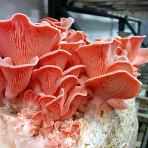 Gírgola Rosa Pleurotus djamor